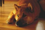 (image for) Shiba Inu - Peaceful